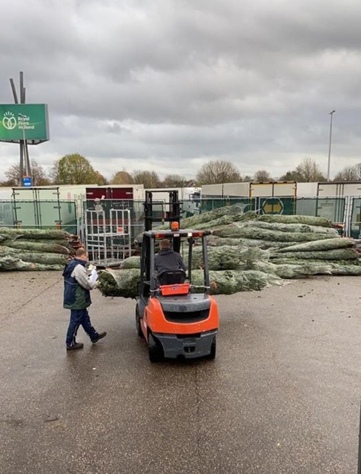 Hanoians keen to buy fresh pine trees as Christmas comes near - ảnh 2